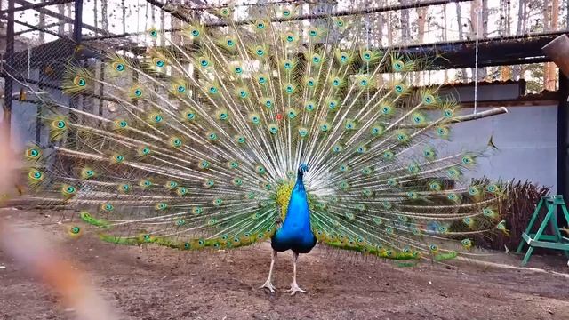 Занятие 23. Экскурсия в зоопарк смотреть онлайн