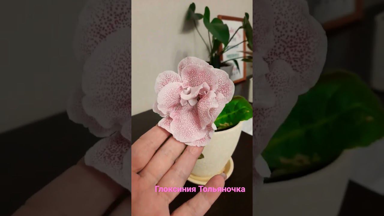 Цветёт глоксиния