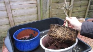 Wisteria Bonsai Update Jan 2020 Re-pot and Pruning for Flower