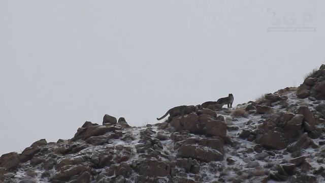 Snow Leopard, The Himalayan Legend | Wildlife Documentary | Snow Leopards In India смотреть онлайн