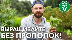 ПОСАДИТЕ КЛУБНИКУ ТАК и вы забудете о сорняках на несколько лет!