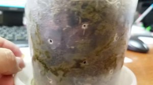 Орхидеи на работе. Рост корней после обработки МАКСИМОМ. Вот так результат!!!!! 31 июля 2020 г.