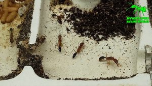 Экспериментальная колония муравьев Harpegnathos Saltator (Салтаторы)