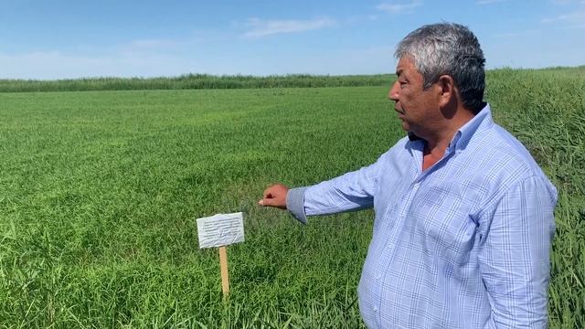 Күріш сорттарын өндірістік сынақтан өткізу смотреть онлайн