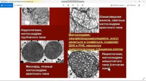 Митохондрии: строение, функции, гипотеза симбиогенеза 010 Part1