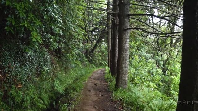 15 минут, полное погружение в сон Лечащая музыка Музыка для сна и снятия стресса смотреть онлайн