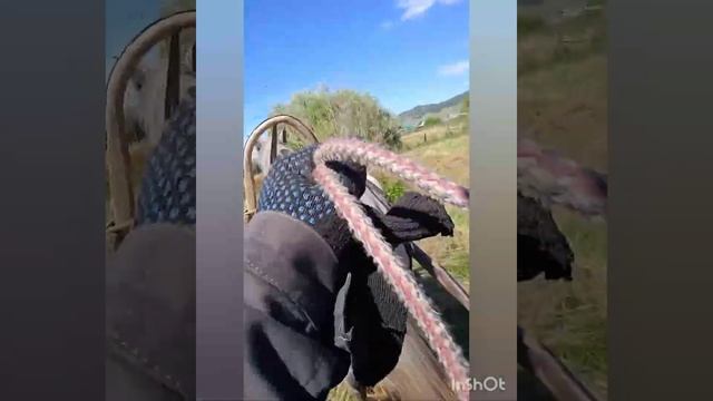 сенокос и уборка сена, первый раз запрягли коня в конные грабли,