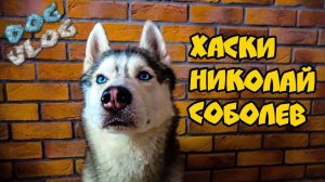 DOGVLOG: ХАСКИ НИКОЛАЙ СОБОЛЕВ. Говорящая собака