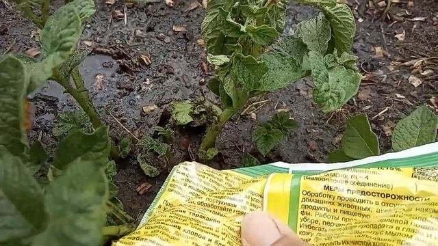 Как бороться с болезнями и вредителями? Методы лечения.