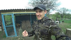 ФАЗАНЫ ЗАНЕСЛИСЬ!!! УРА! Год содержания Фазанов!