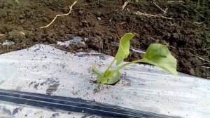 высадка дыня Лада в открытый грунт