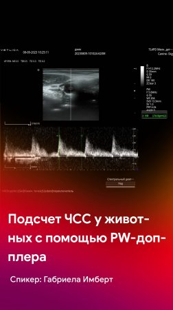 Подсчет частоты сердечных сокращений животным с помощью PW-допплера