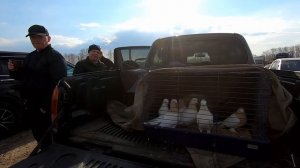 ЯРМАРКА ГОЛУБЕЙ 01.05.2021г. ТОПКИ часть 2. ГОЛУБИ с КРАПОТКИНА в КУЗБАССЕ.