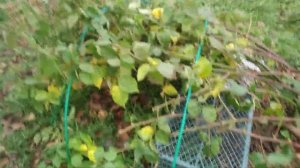 Ежевика Бжезина,готовлю к зимовке,мои впечатления о сорте