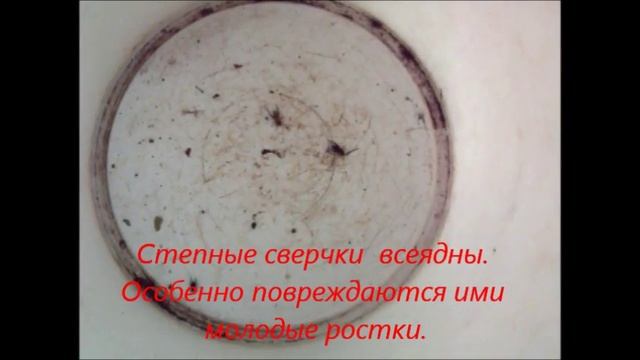 Степные сверчки - новые агрессивные вредители на огородах средней полосы России
