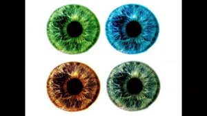 Зрительная система