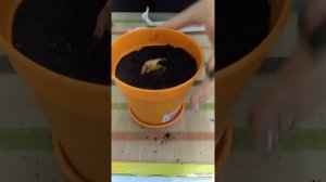 Как посадить манго!