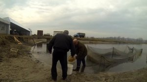 Выращивание карпа в маленьком пруду возле дома, эксперимент. ч14. зарыбление