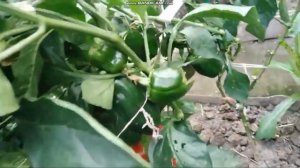 сортовой перец  КРАСНЫЙ БОЧОНОК обзор