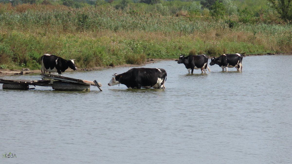 Сентябрьская жара. Коровы в воде отмокают, гуси плещутся