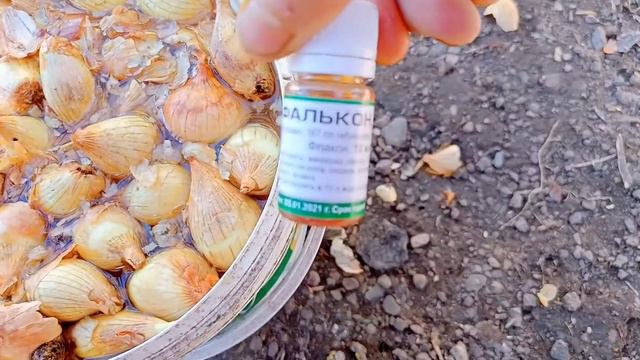 Как подготовить ЛУК к посадке. И вы всегда будете с УРОЖАЕМ. смотреть онлайн