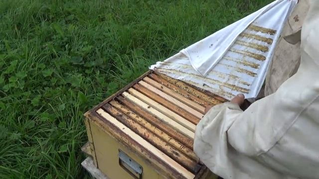 Как помочь пчёлам в главный медосбор. смотреть онлайн
