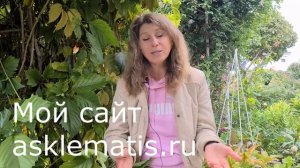 КЛЕМАТИСЫ в осеннем саду! Особый подход к НЕПРЕРЫВНОМУ ЦВЕТЕНИЮ сада! РОЗЫ ЛИЛИИ ГОРТЕНЗИИ КЛЕМАТИС