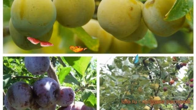Слива обыкновенная Ренклод колхозный - Конфетное ? обзор: как сажать, саженцы сливы