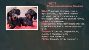 Стандарты пород Такса
