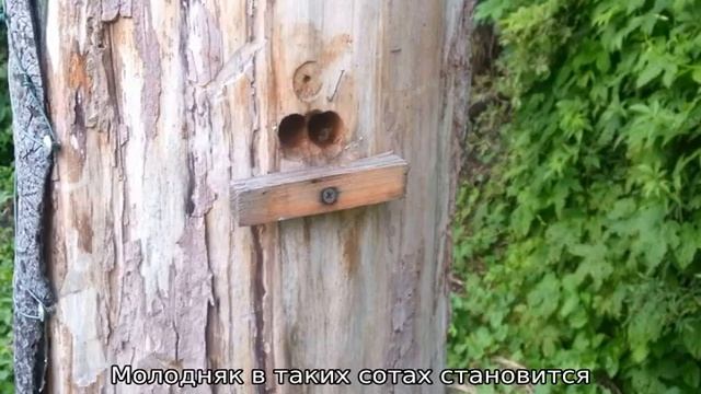 Колодное пчеловодство смотреть онлайн