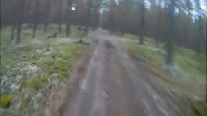 Запорожское. Ленинградская область. Лесные дорожки.