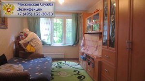 Уничтожение блох в квартире (дезинсекция от блох)