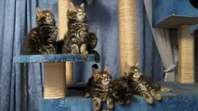 Котята мейн кун :)