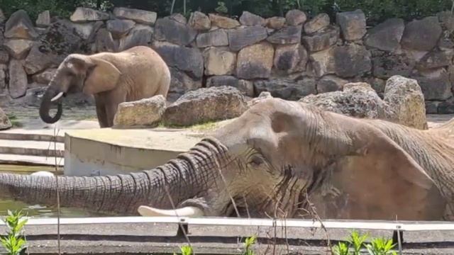 Летний день в зоопарке Вены смотреть онлайн