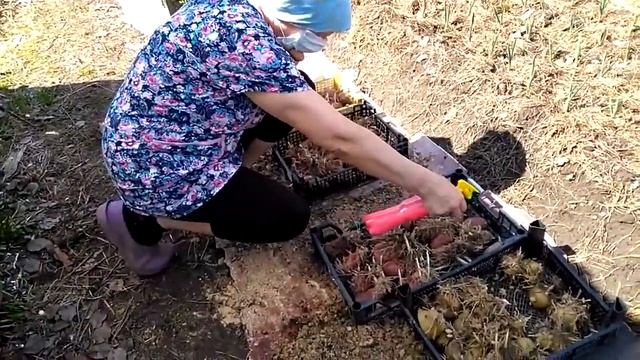 Сдвоенные ряды. Посадка КАРТОФЕЛЯ. смотреть онлайн