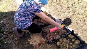 Сдвоенные ряды. Посадка КАРТОФЕЛЯ.