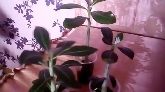 Адениум из семян, формирование сеянца, обрезка