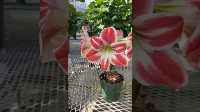 Amaryllis Razzle-Dazzle | Hippeastrum