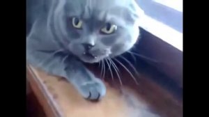 Самые опасные животные планеты злые коты