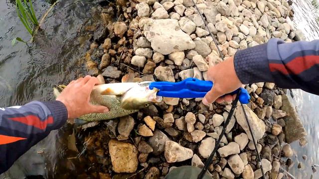 С Красивой Мечи на #Дон за час! В поисках белого хищника! смотреть онлайн