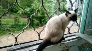 Сиамская кошка мяукает на голубей