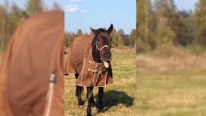 ЛОШАДИ. Самые Удивительные Факты про Лошадей