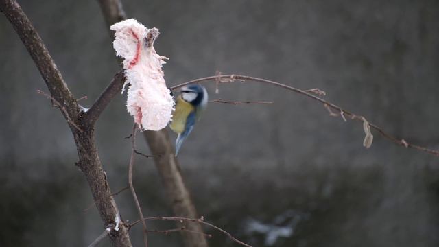 Салоеды | 29 ноября 2022 смотреть онлайн