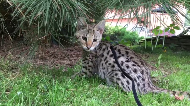 Мальчик Саванна. смотреть онлайн