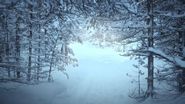 Снежный лес   Зимняя сказка   Снегопад   Красивый лес