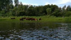 Кто пасётся на лугу? Июль 2020 Река Юг. деревня Большероманово. Подосиновский район