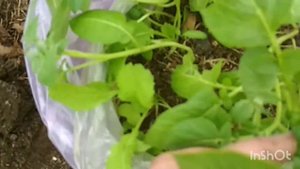 Картошка на кислой почве. чтобы быть с урожаем.