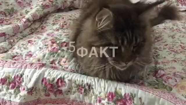 10фактов о моей кошке?! Она меняет цвет глаз?!