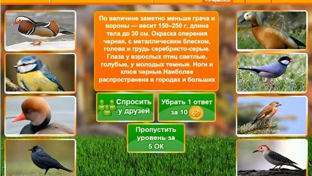 Игра «В мире животных» в однокласиках