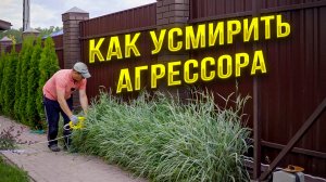 агрессивная трава проиграла нашей крапиве, декоративные злаки